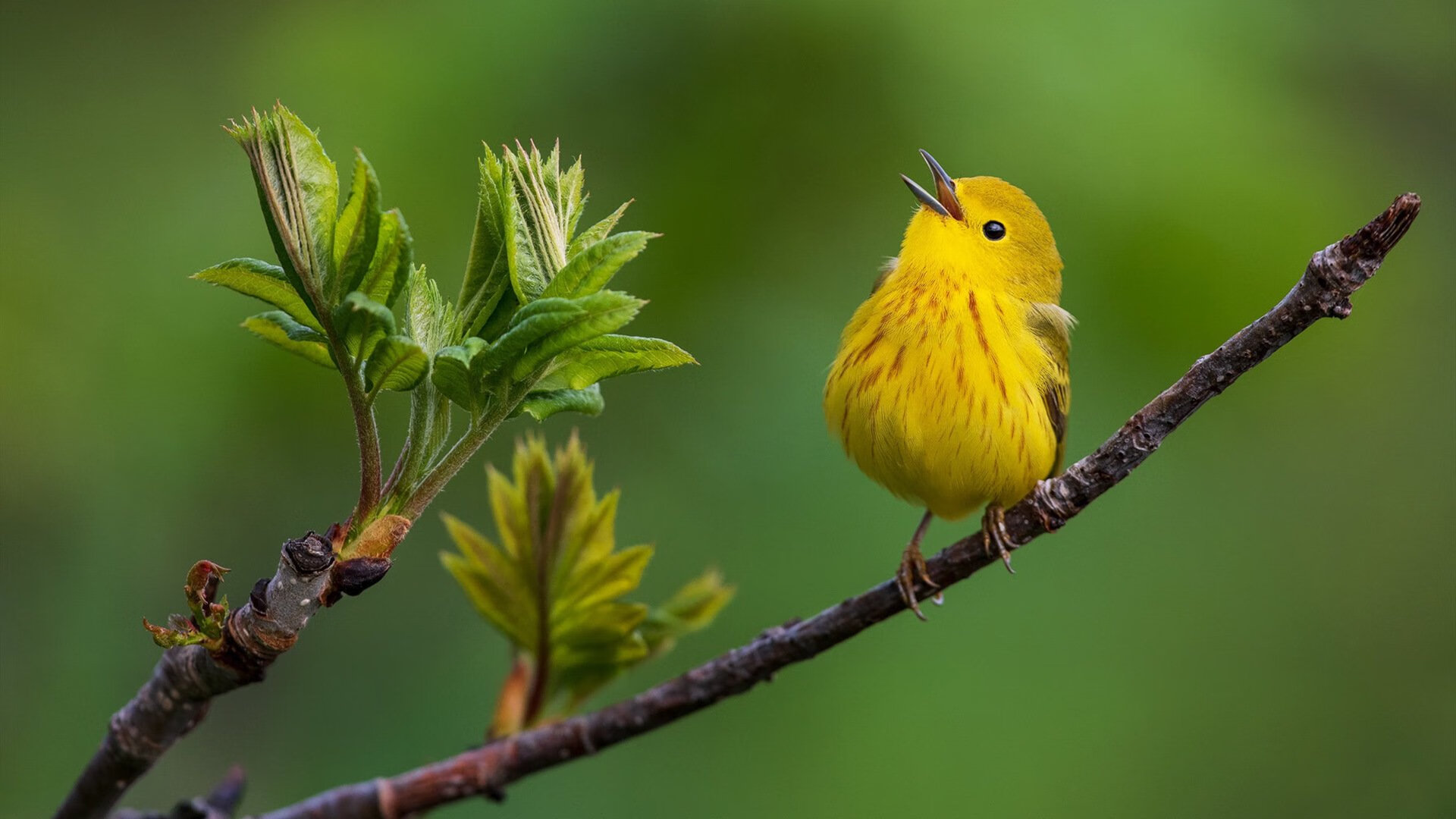 跨越大洋的篮球对话，当尼克斯力克上海队，利拉德证明胜利之外的价值