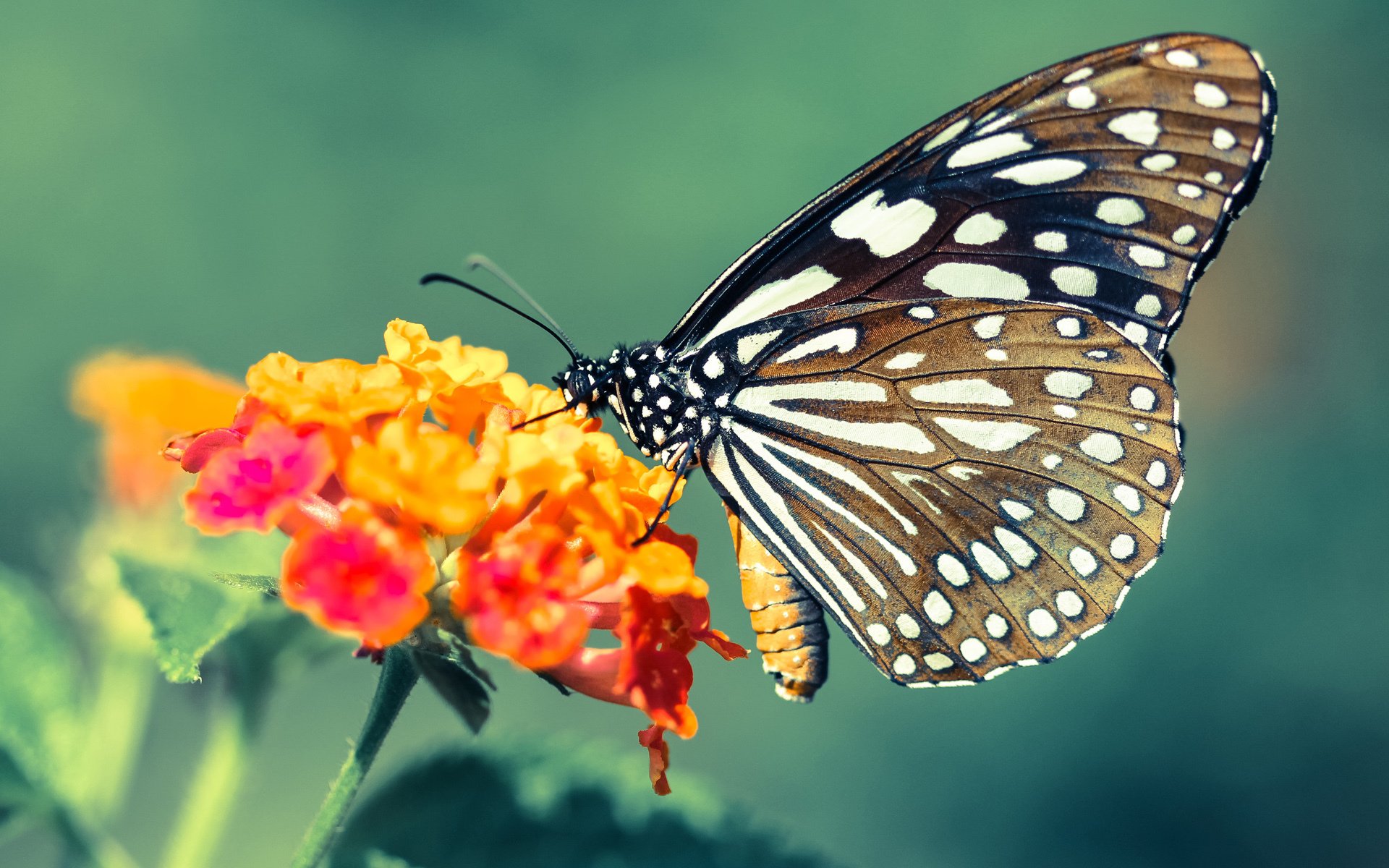 红牛碾压时代的孤勇者，拉塞尔如何扛起威廉姆斯的尊严