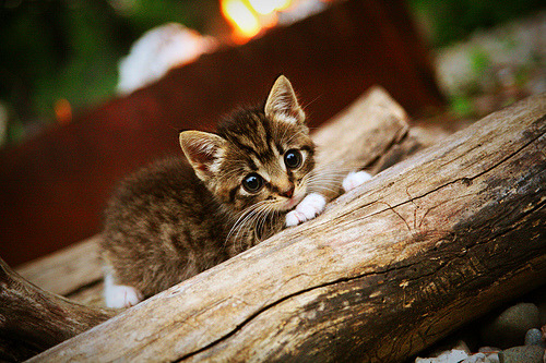 金剑破晓,哈弗茨一射定乾坤,多特蒙德鏖战力克巴黎星阵