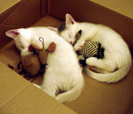 丹麦队完胜中国队，当维京战船碾过孤勇者的废墟