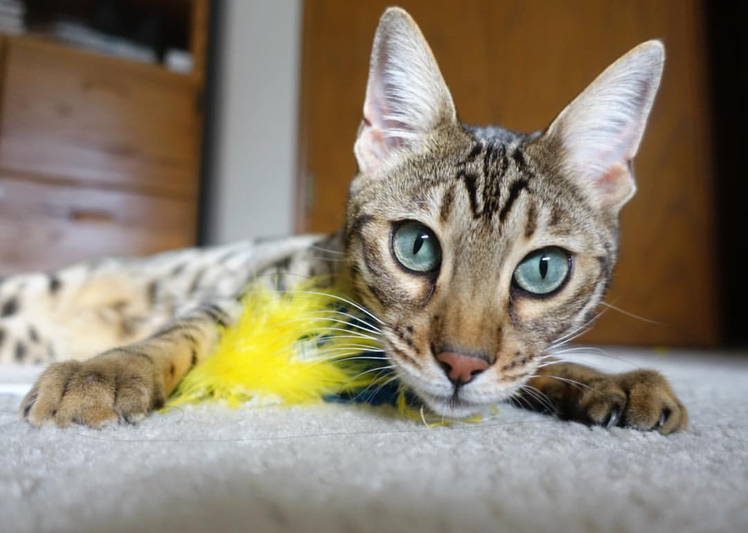 镜中对决，当布克在平行球场投出命运绝杀