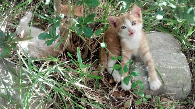 爱游戏tv-足球外交，国际米兰洪都拉斯主场力克强敌，阿劳霍末节统治级表现锁定胜局