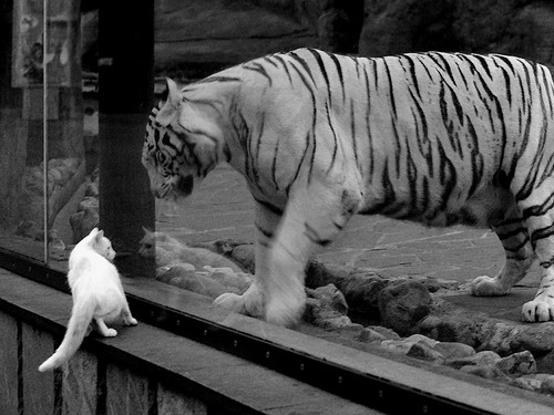 爱游戏在线-桑巴旋风雨中启航，卡塞米罗一锤定音，巴西狂胜芬兰背后的战术革命
