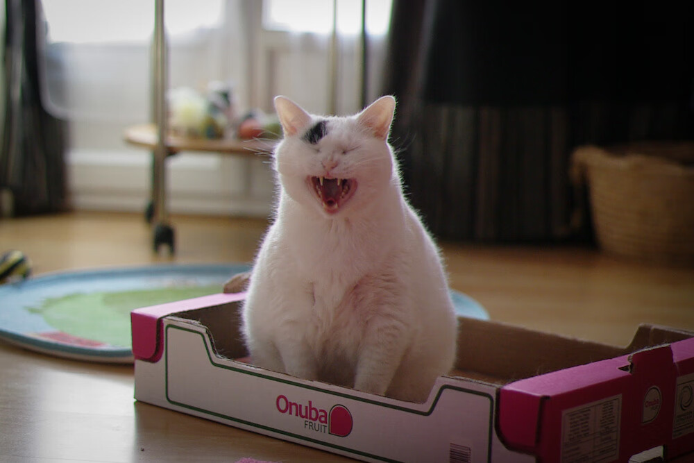 唯一性的闪耀，灰熊速胜老鹰与马克西总决赛接管比赛的传奇时刻