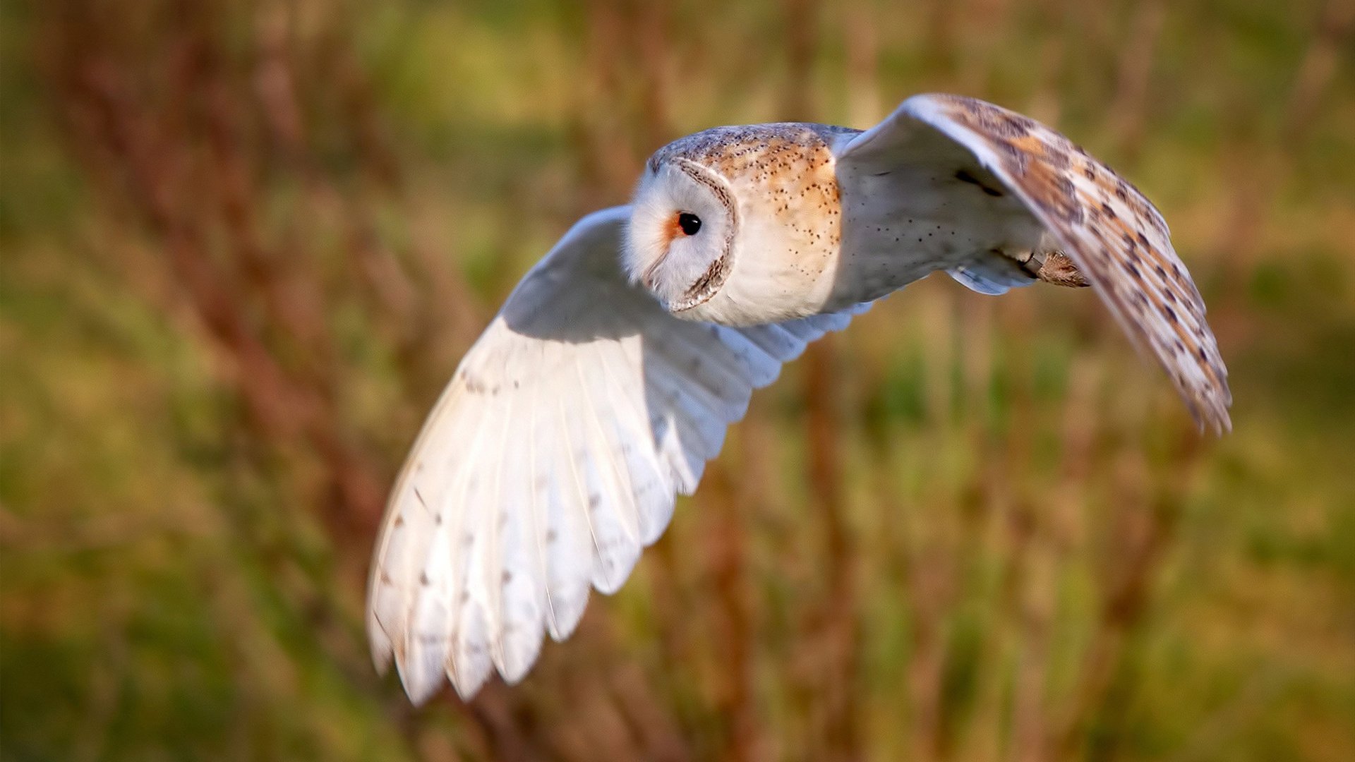 乔治，破冰者，总决赛之夜写就的唯一性