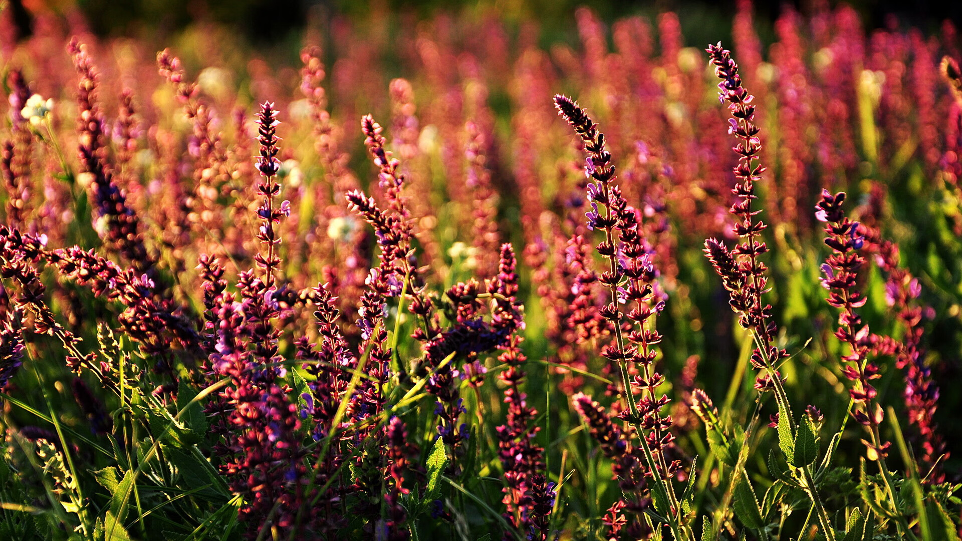 跨界对决,在篮球圣殿中闪耀的足球之光—奥斯梅恩用实力为自己加冕