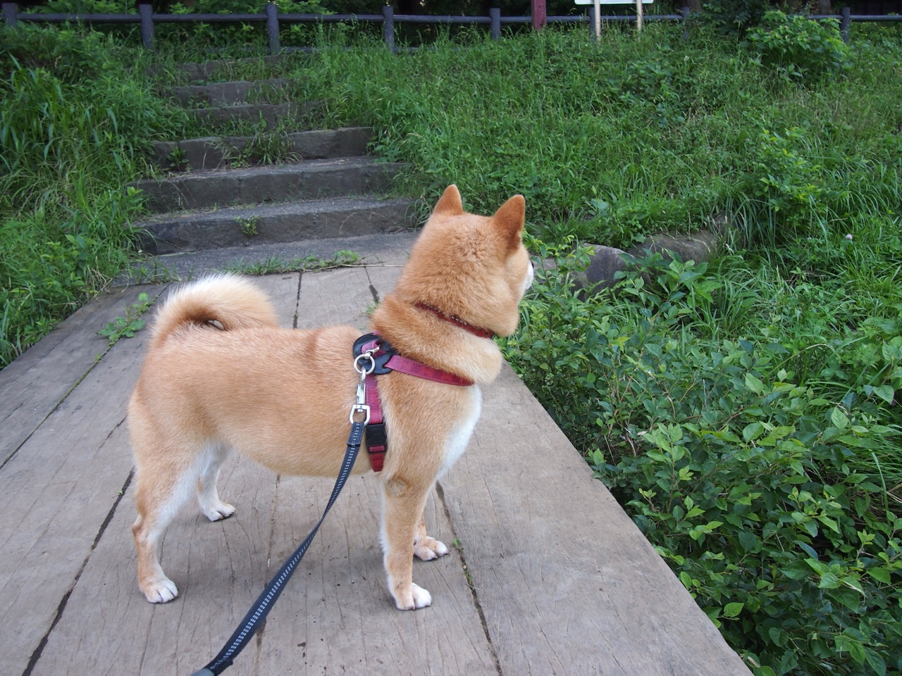 硬仗之王加冕王冠！贝蒂斯写就最独特城市传奇