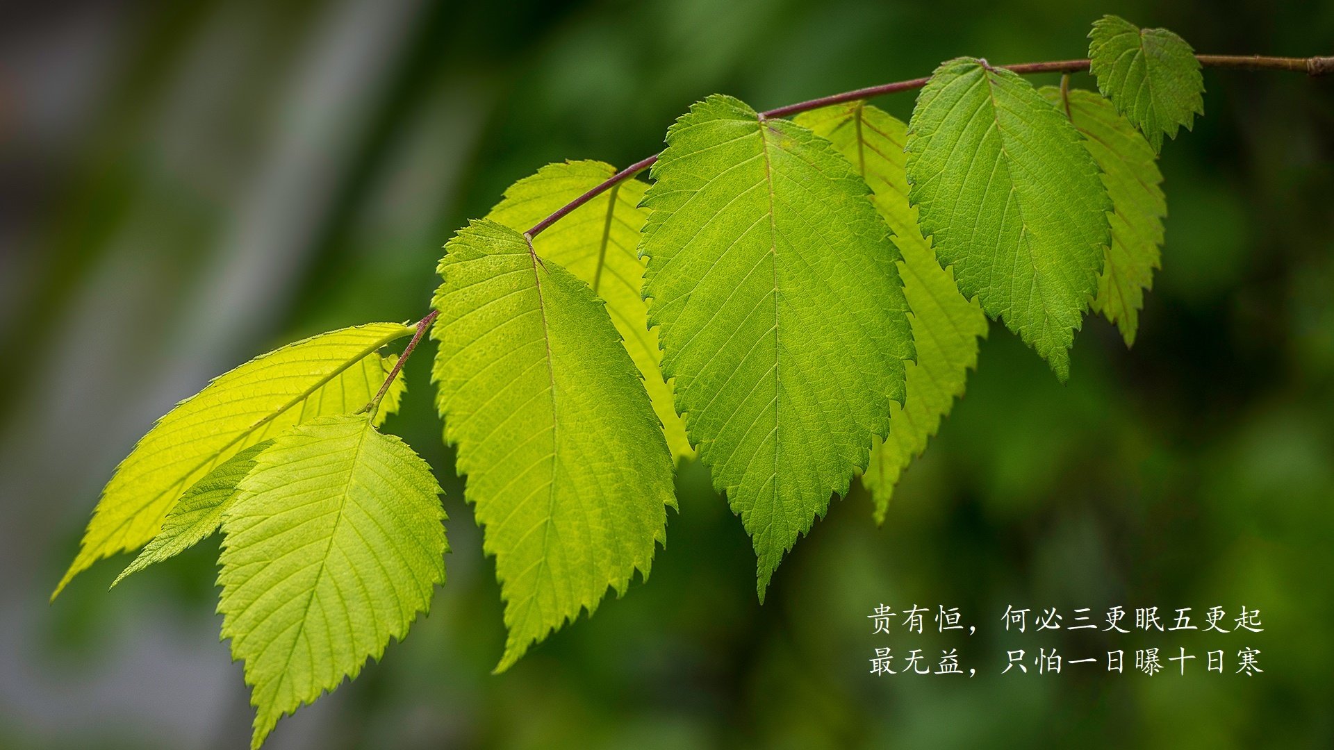 爱游戏-顶翻休斯顿防线！公牛铁血防守窒息火箭，季后赛门票之争白热化