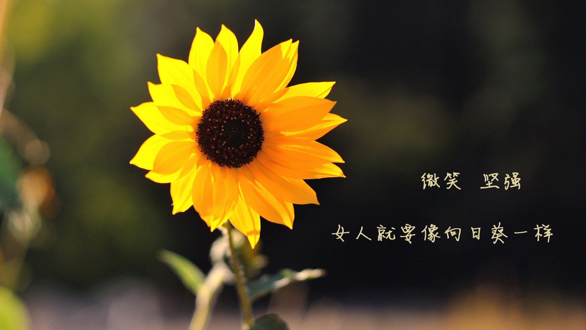 爱游戏官方入口-那一秒，整个国家屏住了呼吸，2026世界杯四分之一决赛，努涅斯的致命一击如何撕裂英格兰