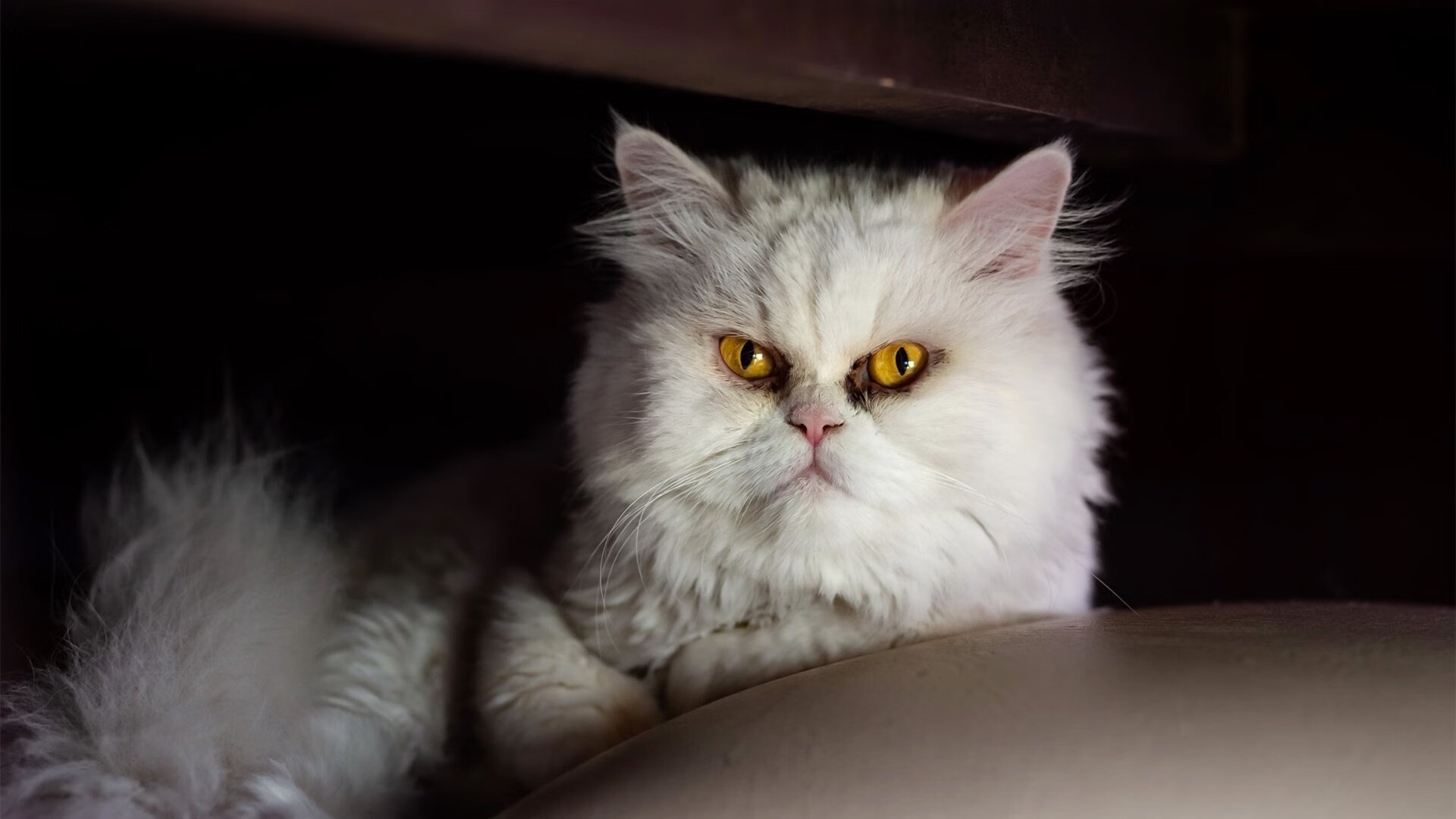 利雅得之夜,2026世界杯历史重演,坎塞洛导演沙特逆转捷克,血脉偾张的意志之战